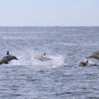 Dolphins leaping out of the ocean with a boat in the distance.