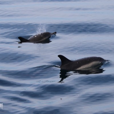 Two dolphins swimming on the ocean surface with reflections.