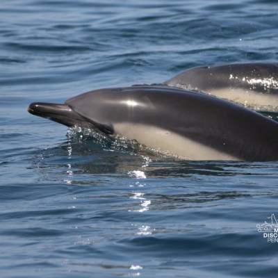 Two dolphins swimming at the surface of the ocean.