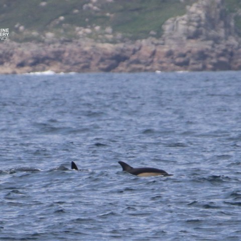 Two dolphins swimming near a rocky coastline.