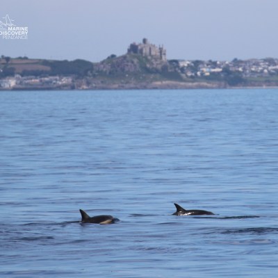Two dolphins swimming with a distant castle on the shore.