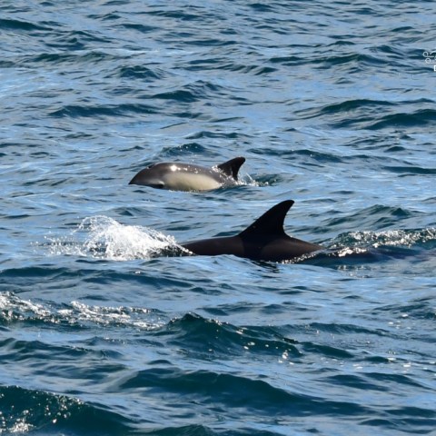 Two dolphins swimming in the ocean with dorsal fins visible above water.