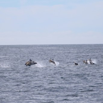 Flock of birds flying low over the ocean with a distant boat.