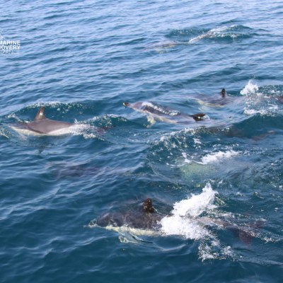 Pod of dolphins swimming in the ocean.