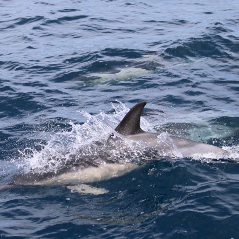 Dolphins swimming in the ocean with fins above water.