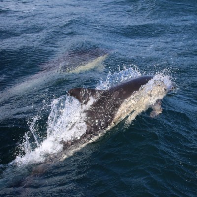 Two dolphins swimming in the ocean, one partially submerged.