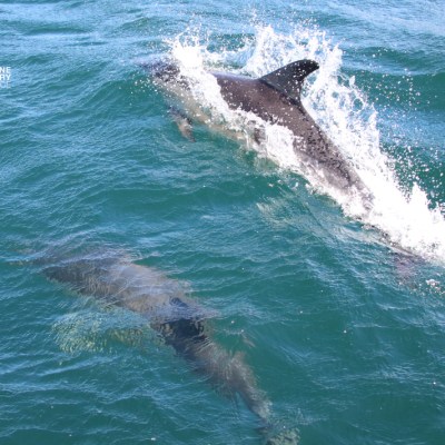 Two dolphins swimming in turquoise ocean water, one partially visible underwater.