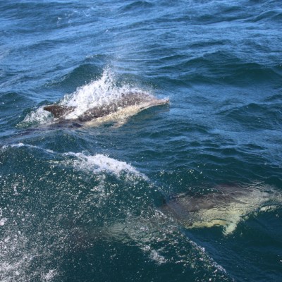 Two dolphins swimming near the surface beside a boat in the ocean.