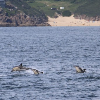Three dolphins jumping in the ocean near a sandy beach.