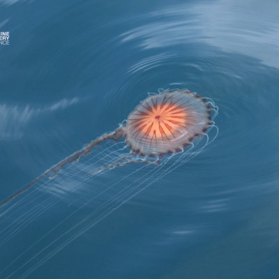 Jellyfish with glowing orange center and long tentacles in water.