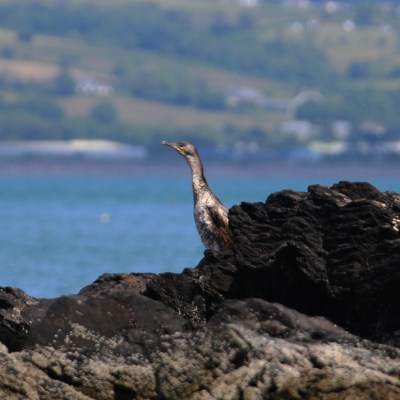 Bird perched on dark rocks by the sea with distant landscape.