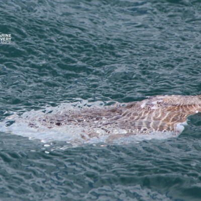 Dead cuttlefish blends with ocean water surface.