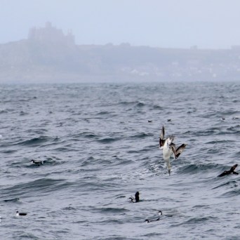 Seabird diving into the ocean with land and castle in the background.