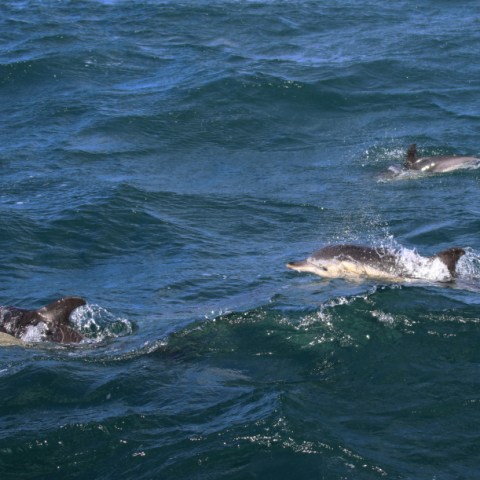 Three dolphins swimming in the ocean waves.