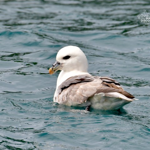 Seabird floating on blue-green water with its head turned slightly.