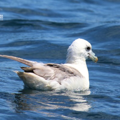 Seabird with gray wings and white head floats on blue water.