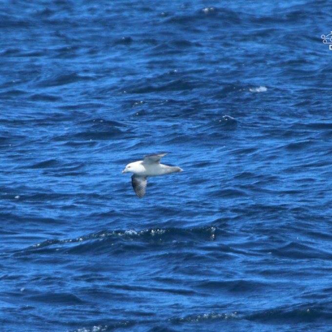 Seabird flying over a blue ocean surface.