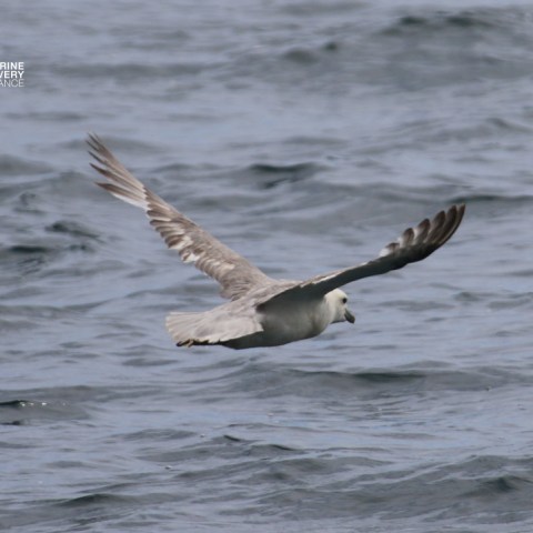 Seagull in flight over ocean waves with spread wings.