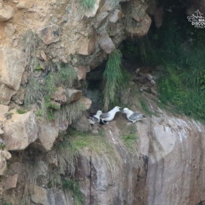 Seabirds perched on a rocky cliff with grass patches.