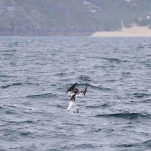Seabirds flying above wavy ocean near a distant sandy shore.