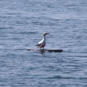 Seabird standing on a small piece of wood floating in calm ocean waters.