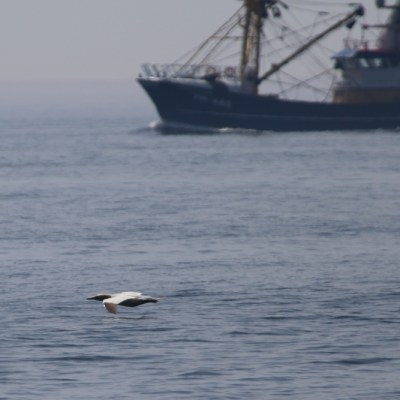 Bird flying over water with a fishing boat in the background.