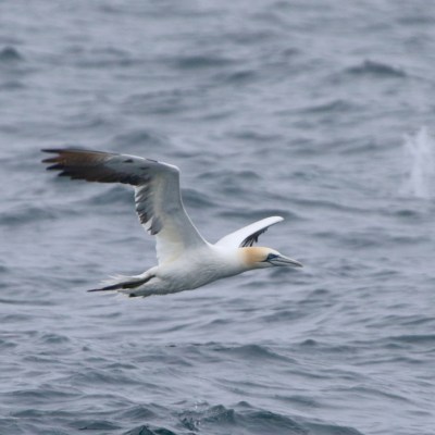 Seabird flying over the ocean with wings spread wide.