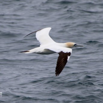 Seabird with brown wings and white body flying over ocean waves.