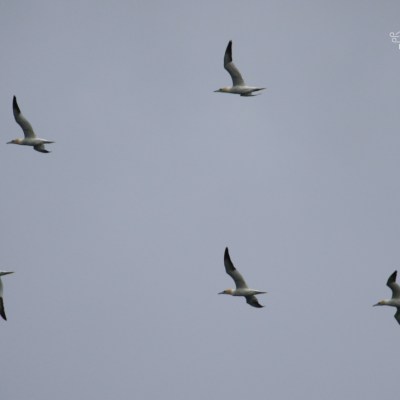 Five birds flying in a gray sky.