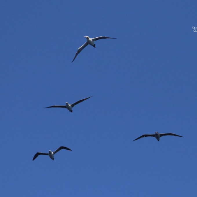 Four birds soaring in a clear blue sky with a logo in the corner.
