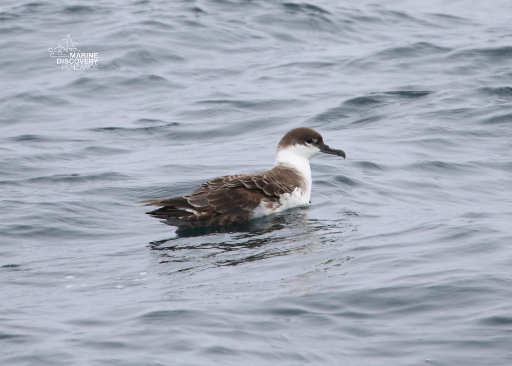 A seabird with brown and white feathers floating on the ocean.