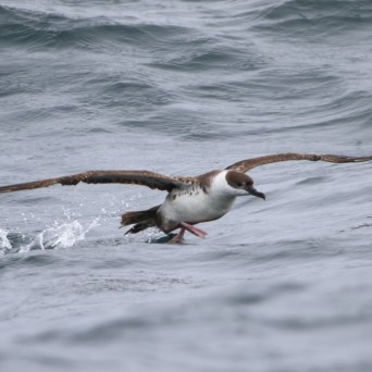 Bird skimming water surface with wings outstretched, ocean waves surrounding.