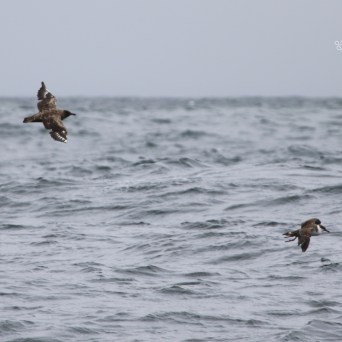 Two birds flying over a choppy sea under a cloudy sky.