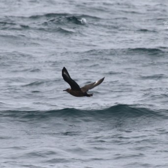 Bird flying over wavy ocean surface on a cloudy day.