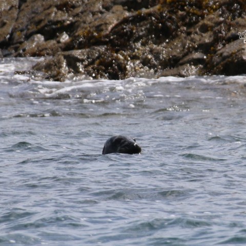 Seal partially submerged near rocky shoreline, with waves in background.