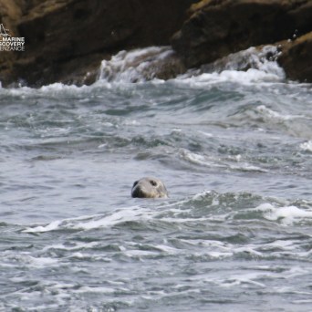 Seal peeking above water near rocky shore