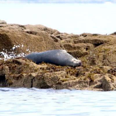Seal resting on rocky shore with ocean in background.