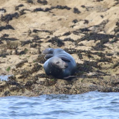 Seal resting on rocky shore with seaweed.