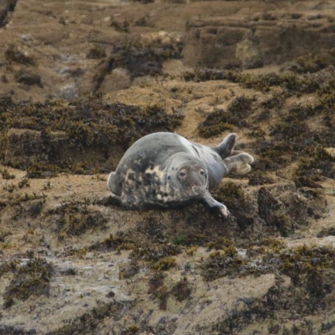 Seal resting on rocky shore surrounded by seaweed.