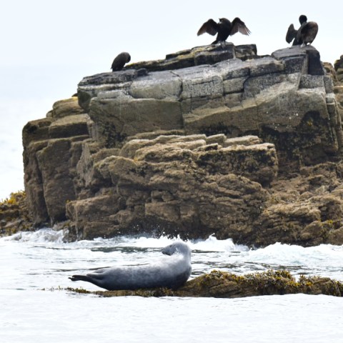 Seal on rocky shore with birds perched above, ocean in background.