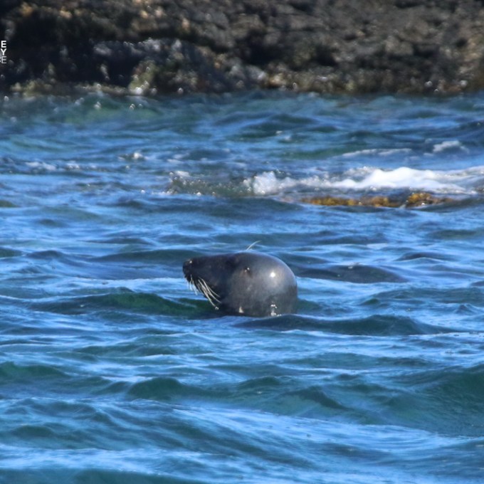 Seal swimming in blue ocean near rocky shore.