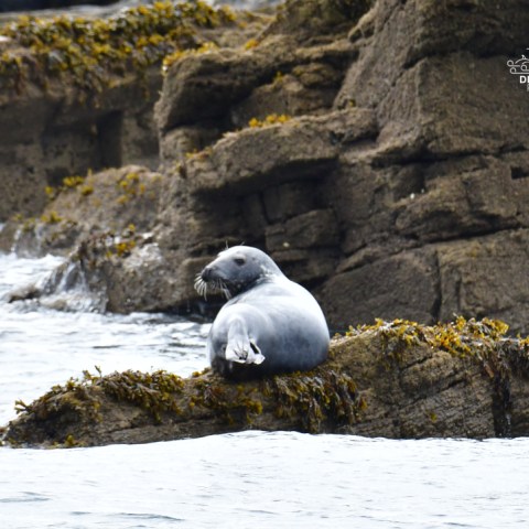 Seal resting on a seaweed-covered rock by the water.