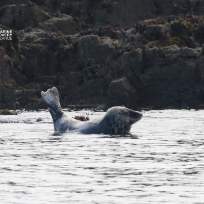 Seal resting on rock near water's edge with rocky background.