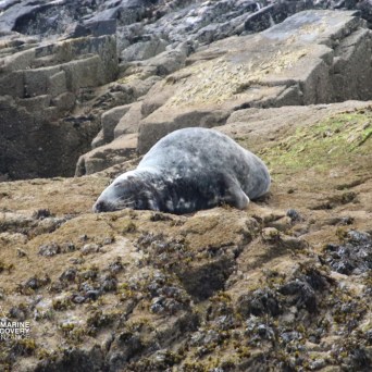 Seal resting on rocky shore with seaweed and barnacles