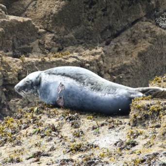 Seal resting on rocky shore with seaweed patches.