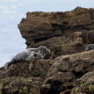 Two seals resting on rocky shoreline with sea in background.