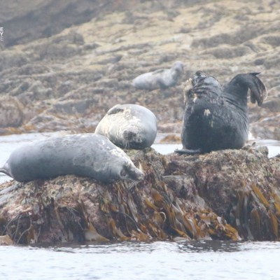 Three seals resting on a seaweed-covered rock by the water.
