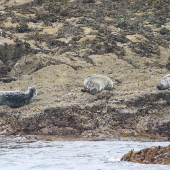 Three seals resting on rocky shore by water's edge.