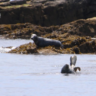 Two seals on rocky shore; one on land, one partially submerged in water.