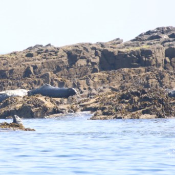 Seals resting on rocky shore by the ocean under a clear sky.